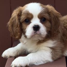 Bruno - Blenheim male Cavalier King Charles Spaniel puppy in Greensboro, North Carolina from Hyde Park Cavaliers