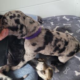 Purple collar girl - Merle female Great Dane puppy in Gansevoort, New York from Fancy Danes