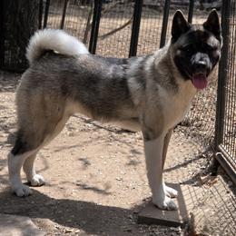 Buffy - Akita