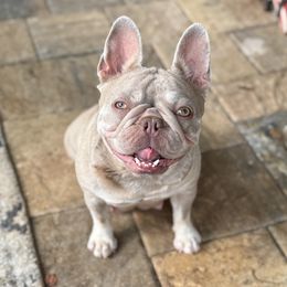 Charlie - French Bulldog