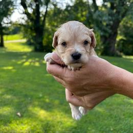 Ron - Apricot male Cavapoo puppy in Lancaster, Missouri from Cavapoo Acres