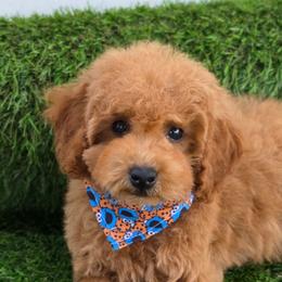 Gelatto - Apricot male Maltipoo puppy in San Diego, California from Maltipoos SD