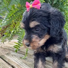 Velma - Tri-color female Bernedoodle puppy in Camden, North Carolina from Oopsie Doodles of NC