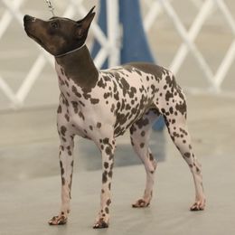 American Hairless Terriers from Distinct American Hairless Terriers