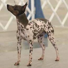 American Hairless Terriers from Distinct American Hairless Terriers