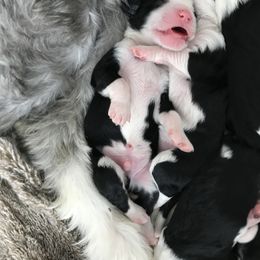 Old English Sheepdog and Sheepadoodle Puppies from Doodlefolk