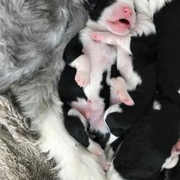 Old English Sheepdog and Sheepadoodle Puppies from Doodlefolk