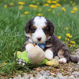Male 5203 - Blue merle male Bernedoodle puppy in Ormond Beach, Florida from Florida Coast Doodles