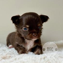 Ash - Chocolate and tan male Chihuahua puppy in Forsyth, Georgia from Brooks Grove Canines LLC