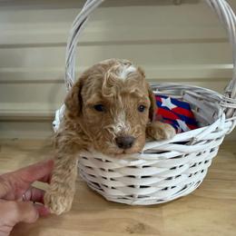 Cane - Red  male Goldendoodle puppy in Cherry Tree, Pennsylvania from Plum Creek Acres Next Generation