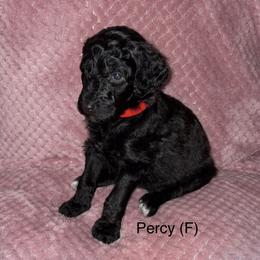 Percy - Black female Poodle puppy in Petal, Mississippi from Petal Poodles