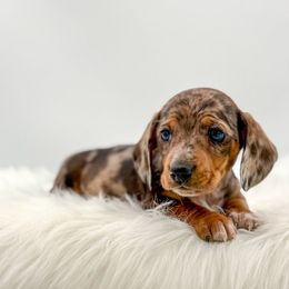 Saber - Dapple male Dachshund puppy in Litchfield, Illinois from Charmm Dachshunds