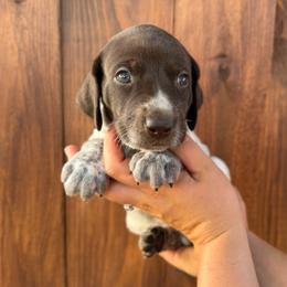 Badger - Yellow Collar - Liver and white male German Shorthaired Pointer puppy in San Tan Valley, Arizona from Upland Valley Kennels