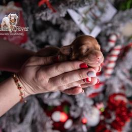 Lexi - Cream female Dachshund puppy in Iola, Texas from Whiskey River Dachshunds