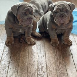Bulldog Puppies from Bougie Bullies & Birds LLC
