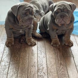 Bulldog Puppies from Bougie Bullies & Birds LLC