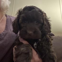 Brodi - Chocolate male Goldendoodle puppy in Waynesboro, Virginia from Forest Creek Kennel