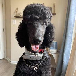 Poodles from Semper Fi Poodles