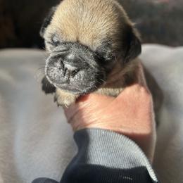 Apricot boy 2 - Fawn male Pug puppy in Norborne, Missouri from Pug Palace