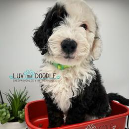 Green collar - Tri-color female Bernedoodle puppy in Camden, North Carolina from Luv My Doodle