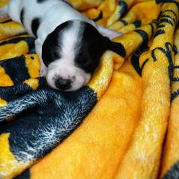 Archer - Piebald male Dachshund puppy in La Junta, Colorado from Royal King’s Mini Dachshunds