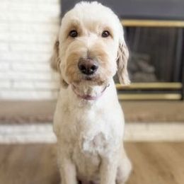 Shea - Goldendoodle