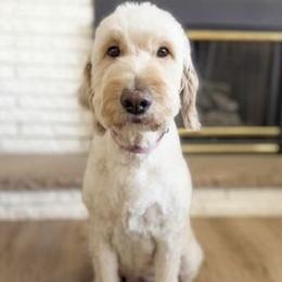 Shea - Goldendoodle