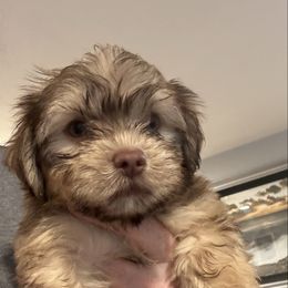 Boy 2 - Chocolate sable male Havanese puppy in Walpole, Massachusetts from Golden Glen Havanese