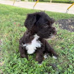 Prissy missy small girl - Liver female Miniature Schnauzer puppy in Groesbeck, Texas from Ranch 4M