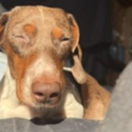 Dachshunds and French Bulldogs from J.C fur babies