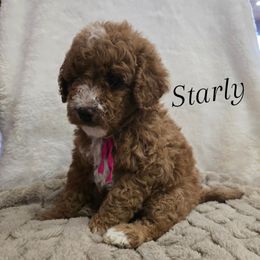 Starly - Red  female Goldendoodle puppy in Bristol, Tennessee from 4goldendoodles