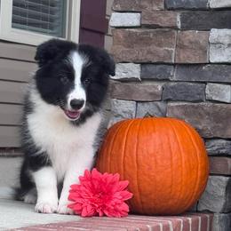 Coal - Black male Border Collie puppy in Dunn, North Carolina from Coylety Border Collies