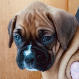 Boxer Puppies from Fineview Boxers