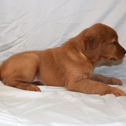 Macaron - Dark golden female Golden Retriever puppy in New Weston, Ohio from Bertke AKC Golden Retrievers and Bernese Mountain Dogs