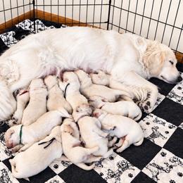 Female 5 - Light golden female Golden Retriever puppy in Rainier, Washington from Hanson’s NW Goldens & Doodles