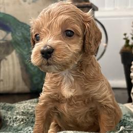 Pistachio - Buff and white male Cockapoo puppy in Anderson, South Carolina from Cackalacky Companions