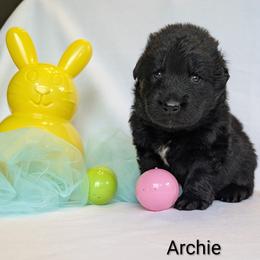 Archie - Black male German Shepherd puppy in Waterloo, New York from Von Nikolaos German Shepherds