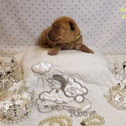 Dilute Retriever and Labrador Retriever Puppies from Kilgore’s Labrador Retrievers