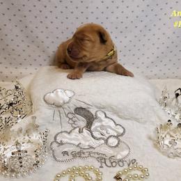 Dilute Retriever and Labrador Retriever Puppies from Kilgore’s Labrador Retrievers