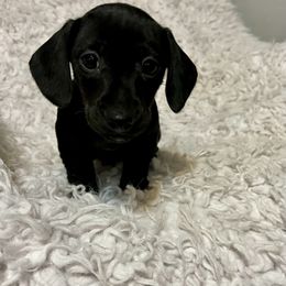 Dachshunds from Doxies with Moxie