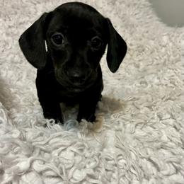 Dachshunds from Doxies with Moxie