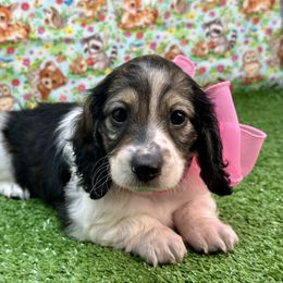 Cricket - Piebald female Dachshund puppy in Murfreesboro, Tennessee from Kimbrie's Dream Cream Doxies