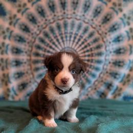 Diamond - Red tri-color female Miniature American Shepherd puppy in Trenton, Florida from Atherney