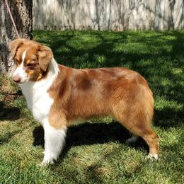 Australian Shepherd All Grown Up from Jamara Aussies