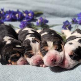 Rocket - Black tan and white male Beagle puppy in Colville, Washington from Rosehaven Homestead