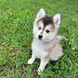 David Rose - Wolf sable Pomsky puppy in Greenville, South Carolina from Greenville Pomskies