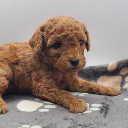 Merry - Apricot female Poodle puppy in Kannapolis, North Carolina from Carolina Great Danes & Toy Poodles
