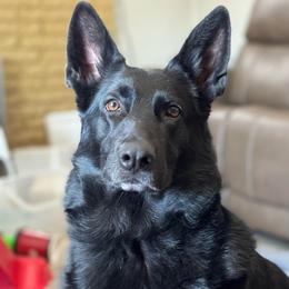 Willa - German Shepherd