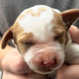 Solo boy 1 - Orange and white male Brittany puppy in Floyd Knobs, Indiana from Cross Creek Brittanys