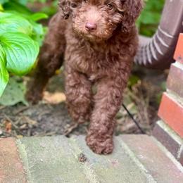 Poodle Puppies from 'Capon Cuties